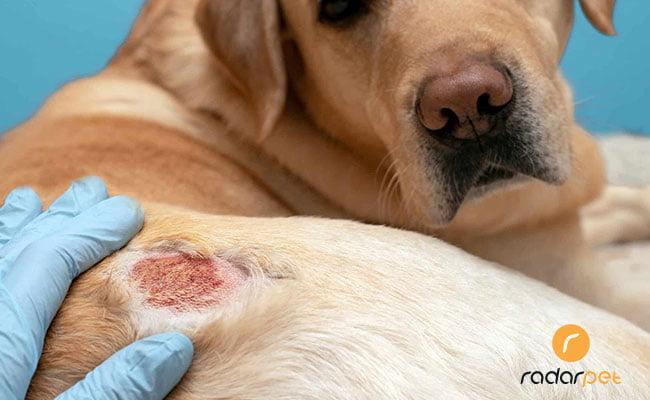 بیماری پوستی در سگ ها